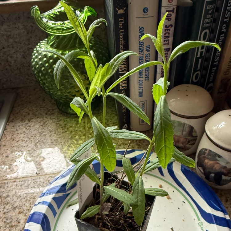 plant image 1733504