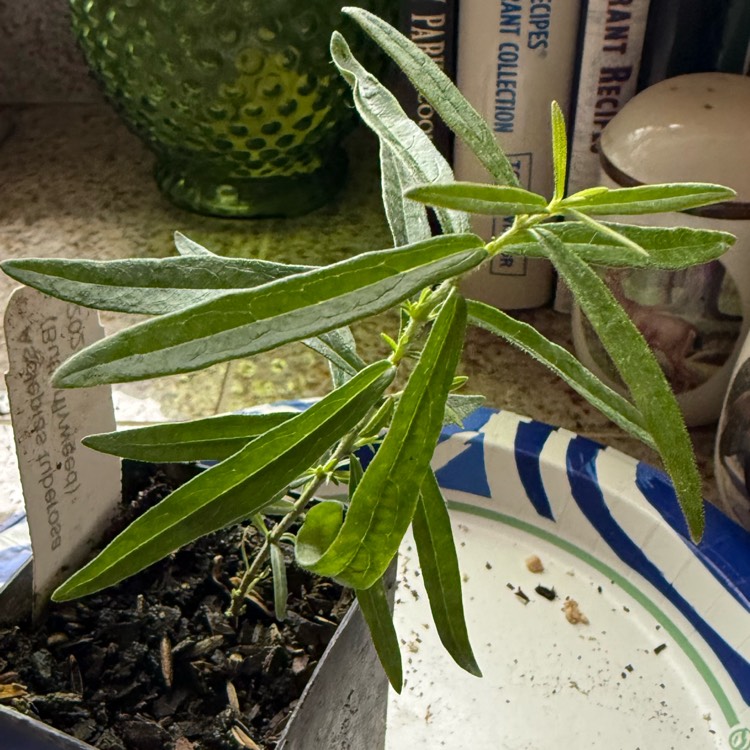 plant image 1733510