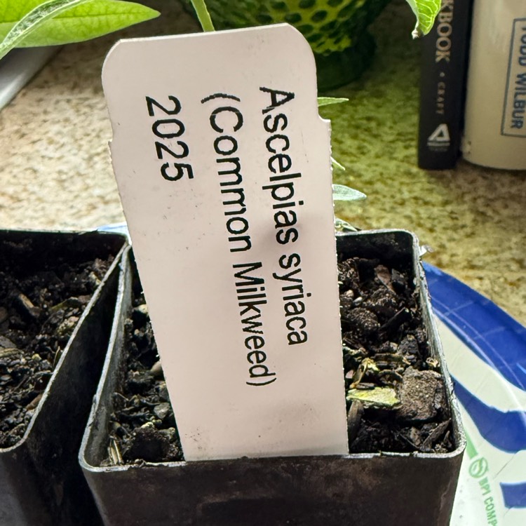 plant image 1733515 plant image 1733515