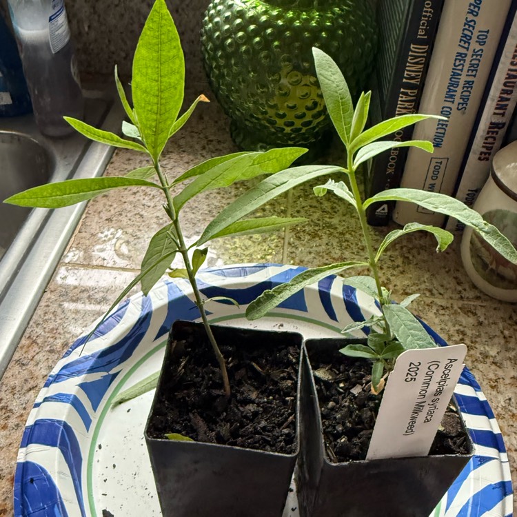 plant image 1733516 plant image 1733516