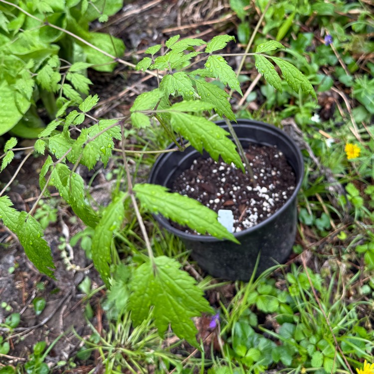 plant image 1734102 plant image 1734102