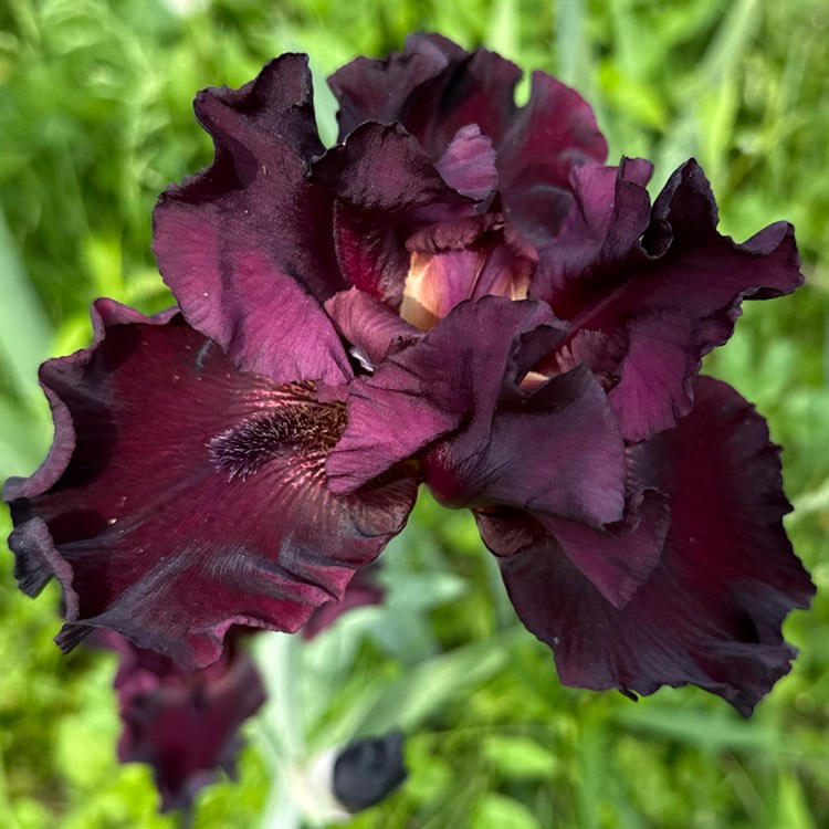 plant image 1734309 plant image 1734309
