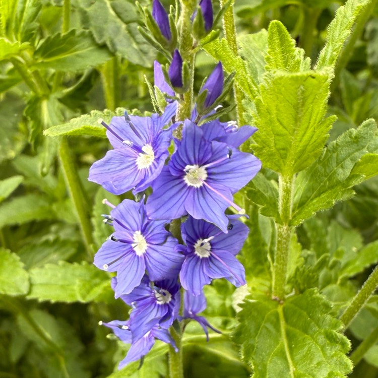 plant image 1734470 plant image 1734470