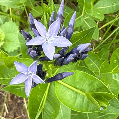 Blazing Star