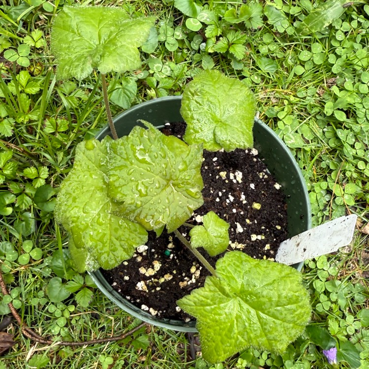 plant image 1734606