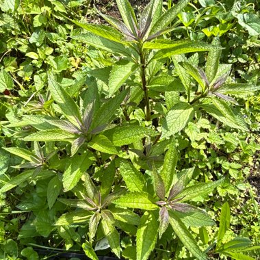 Baby Joe Pye Weed