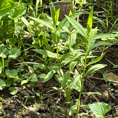 White Turtlehead