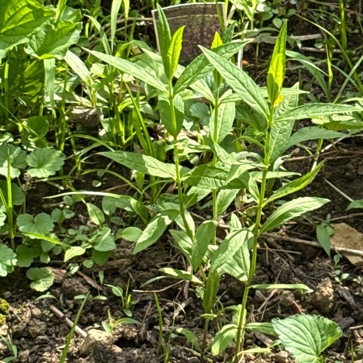 plant image 1734664