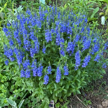 Speedwell
