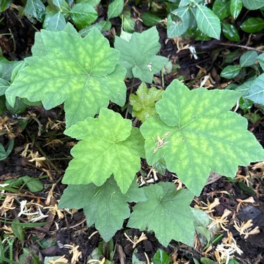 Foamflower