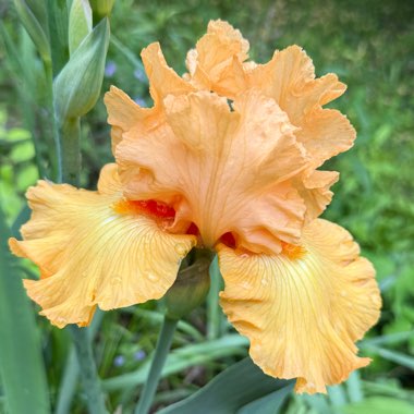 Iris