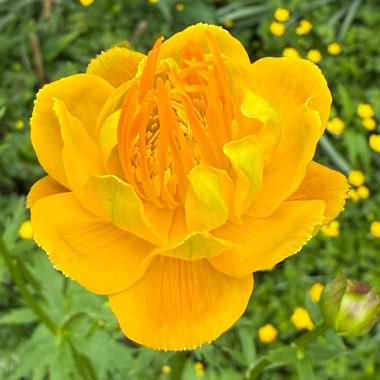 Globeflower 'Golden Queen'
