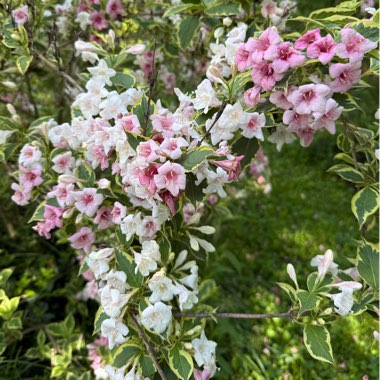 Weigela 'Pink Splash'