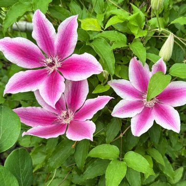 Clematis 'Piilu'