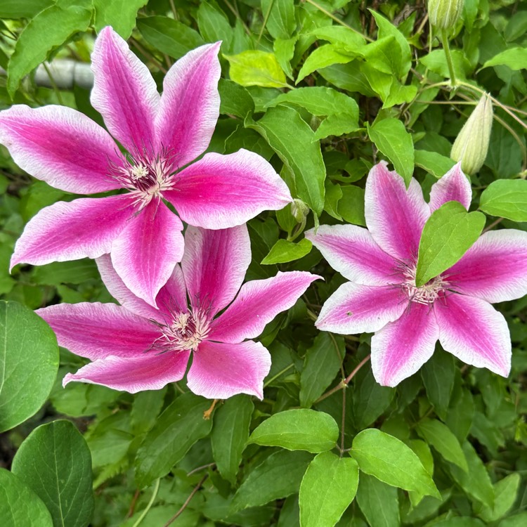 plant image 1734901