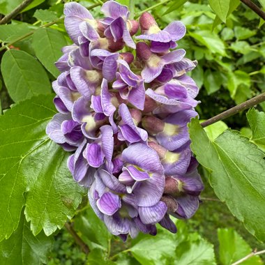 Wisteria 'Amethyst Falls'