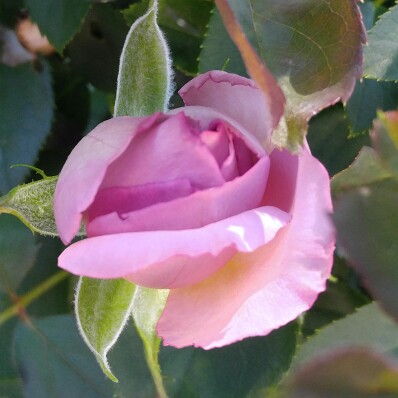plant image 174134 plant image 174134