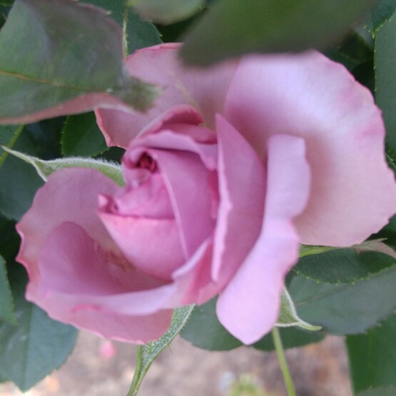plant image 174907 plant image 174907