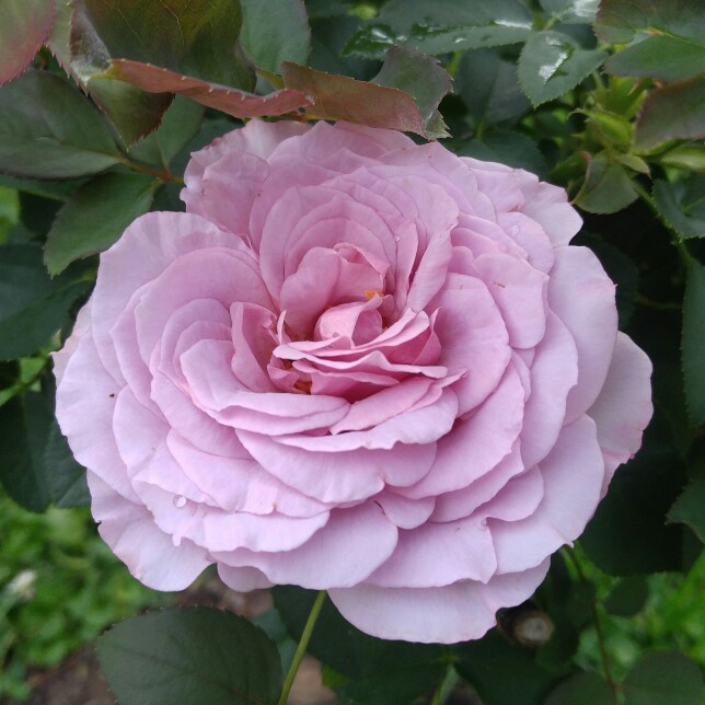plant image 177201 plant image 177201
