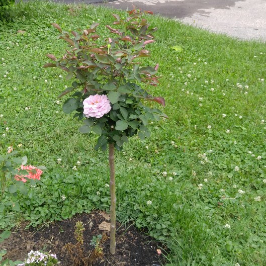 plant image 177935 plant image 177935
