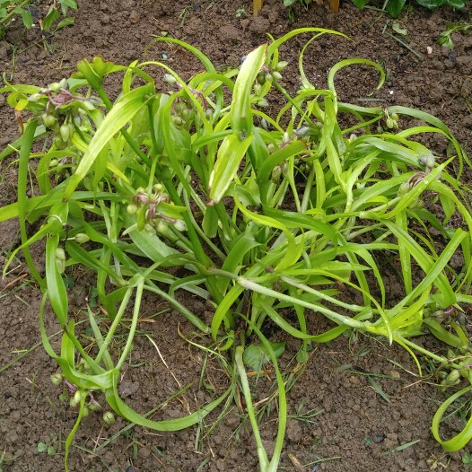 plant image 177968 plant image 177968