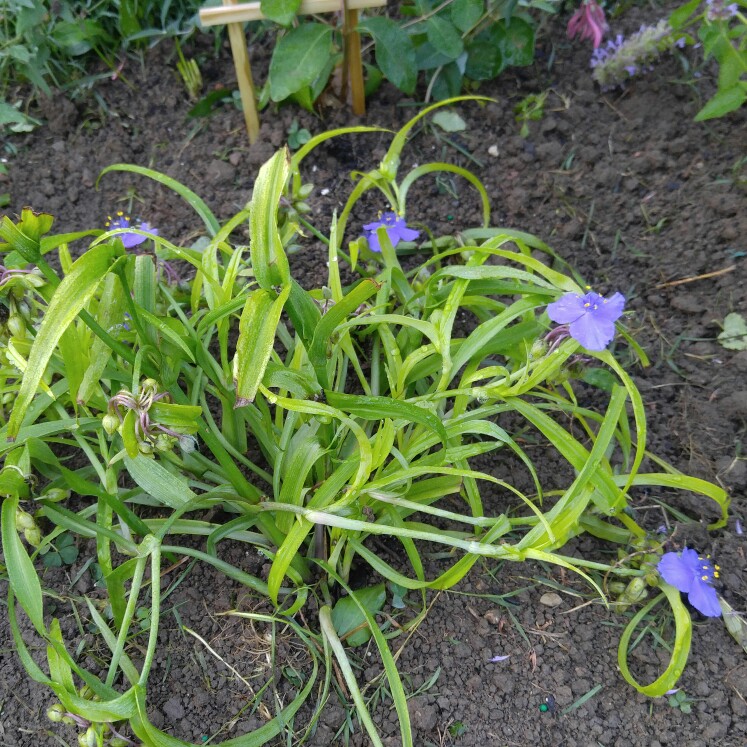 plant image 178741 plant image 178741