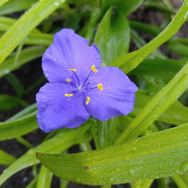 plant image 178809 plant image 178809