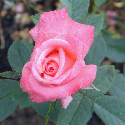 plant image 179636
