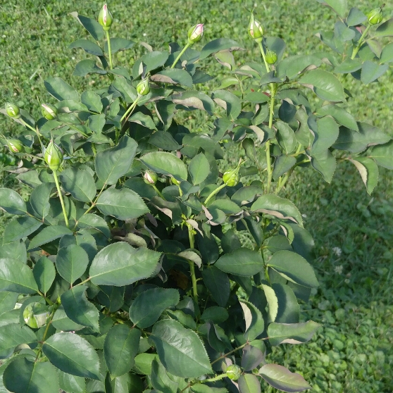 plant image 186232 plant image 186232
