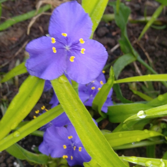 plant image 187459 plant image 187459