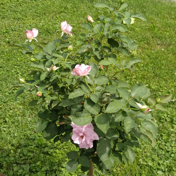 plant image 187964 plant image 187964