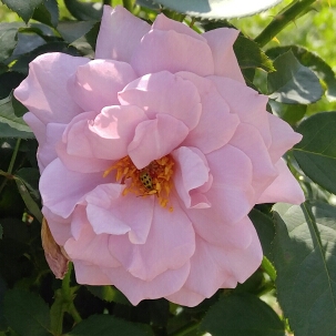 plant image 188123 plant image 188123