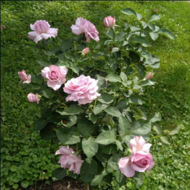 Rosa 'Love Song'