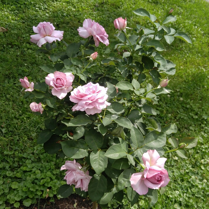 plant image 190781 plant image 190781