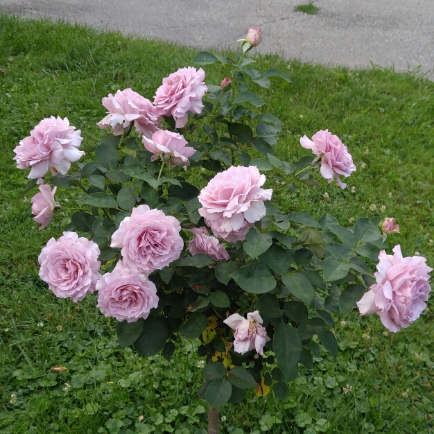 plant image 194097 plant image 194097
