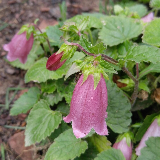 plant image 218841