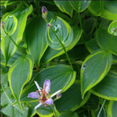 Tricyrtis 'Taipei Silk'