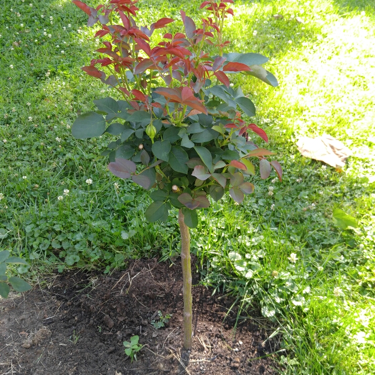 plant image 233346 plant image 233346