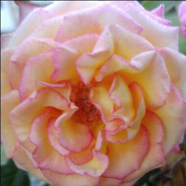 Rosa 'Dream Come True'