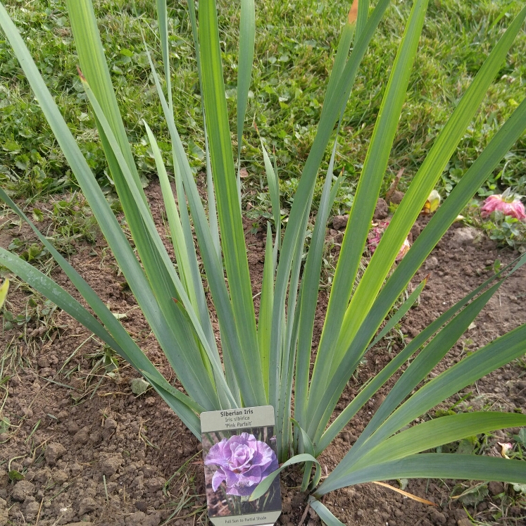 plant image 235910