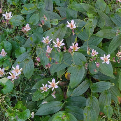plant image 238385 plant image 238385