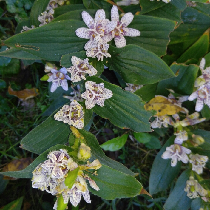 plant image 254803 plant image 254803