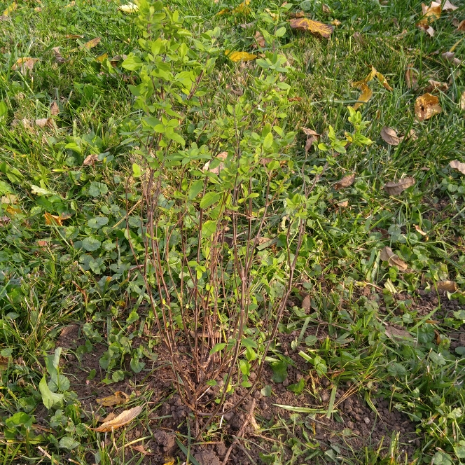 plant image 261851
