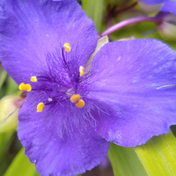 plant image 271667 plant image 271667