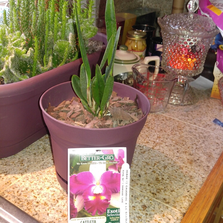 plant image 284856