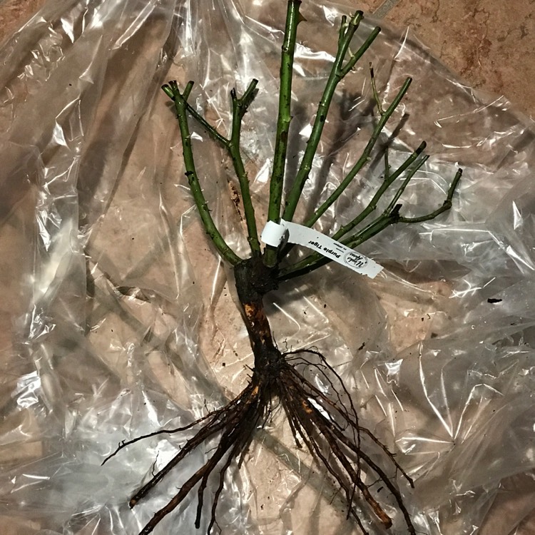 plant image 350839