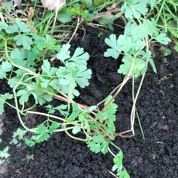 plant image 351527