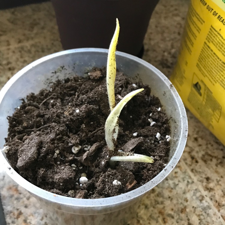 plant image 354439