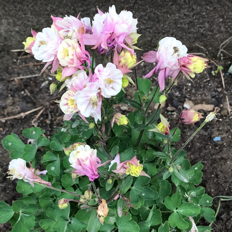 plant image 359953