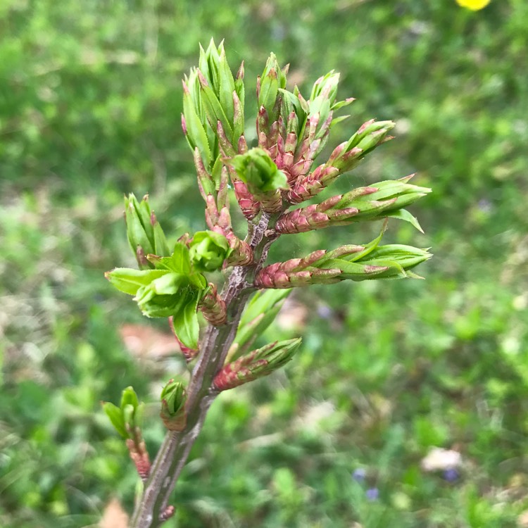Plant image Euonymus alatus